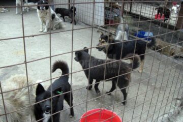 În adăpost sunt cazați aproximativ 1.100 de câini