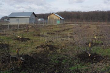 O livadă întreagă de pomi fructiferi a fost pusă la pământ de bărbat