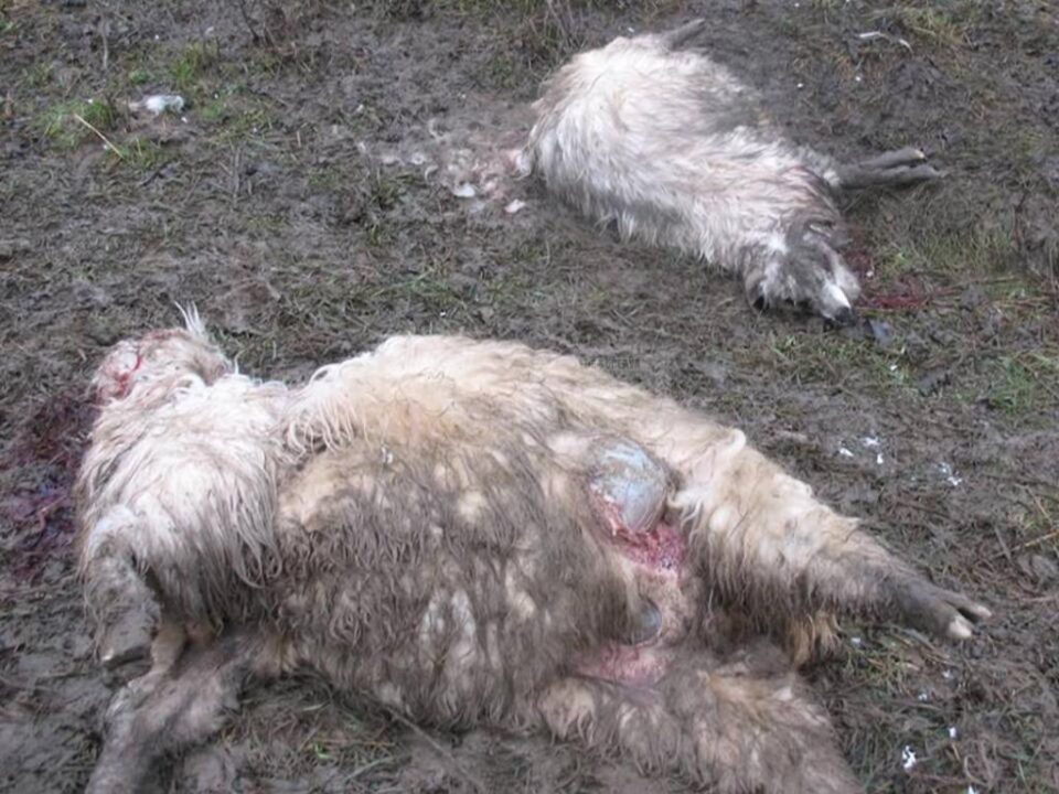 Leziunile grave provocate au dus la moartea a 13 oi, două dintre ele fiind acum sub tratament