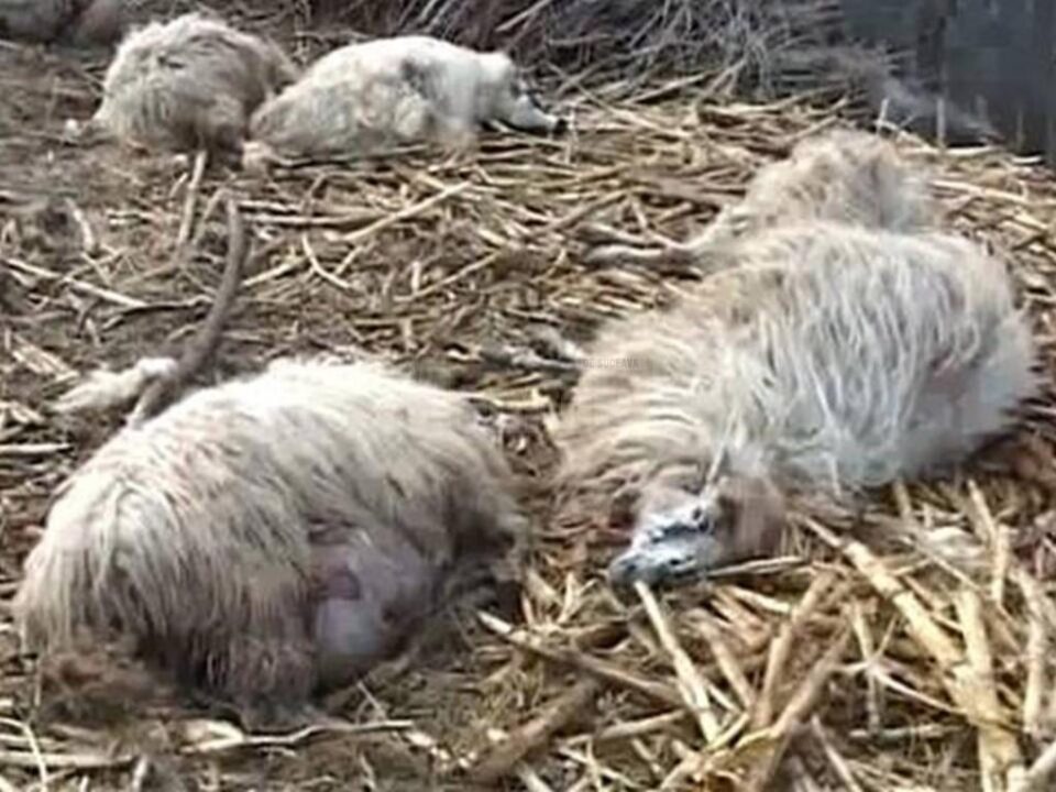 Proprietarul stânei a găsit un adevărat dezastru dimineață, când a intrat în saivan