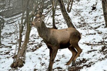 „Ocrotirea vînatului tînăr”