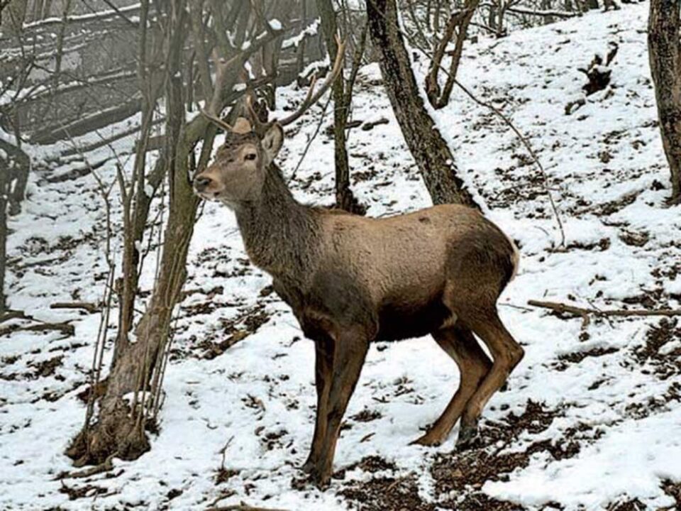 „Ocrotirea vînatului tînăr”