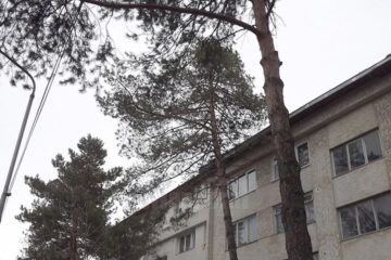 Municipalitatea nu mai poate toaleta arborii