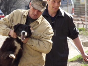 Aproape 5.000 de câini capturați de pe străzile Sucevei, într-un an și jumătate