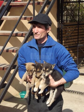 Aproape 5.000 de câini capturați de pe străzile Sucevei, într-un an și jumătate