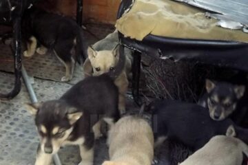 Zeci de pui de câini vagabonzi au fost adunați de pe lângă blocurile din Obcini