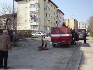 Aproape 5.000 de câini capturați de pe străzile Sucevei, într-un an și jumătate