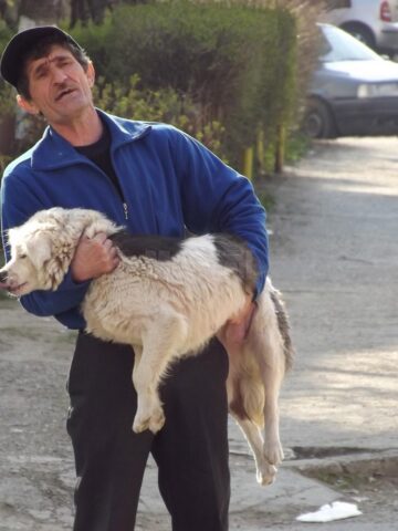 Aproape 5.000 de câini capturați de pe străzile Sucevei, într-un an și jumătate