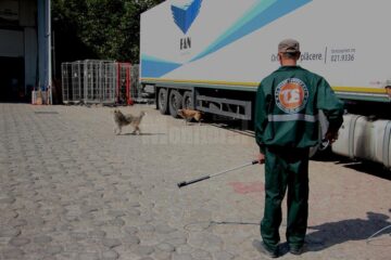 Aproape 5.000 de câini capturați de pe străzile Sucevei, într-un an și jumătate