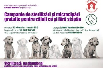 Campanie de sterilizări gratuite pentru 100 de câini cu și fără stăpân din Suceava