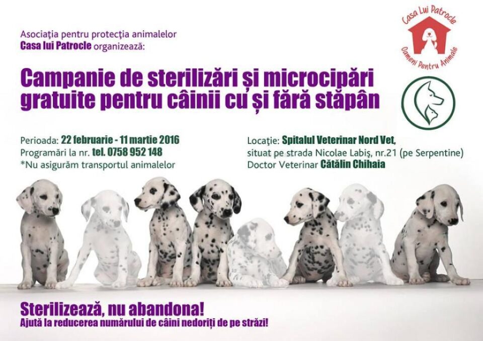 Campanie de sterilizări gratuite pentru 100 de câini cu și fără stăpân din Suceava