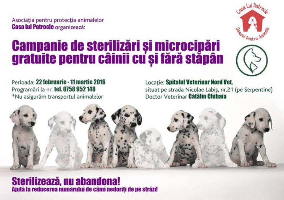 O sută de câini, sterilizați și microcipați gratuit de Asociația ”Casa lui Patrocle”