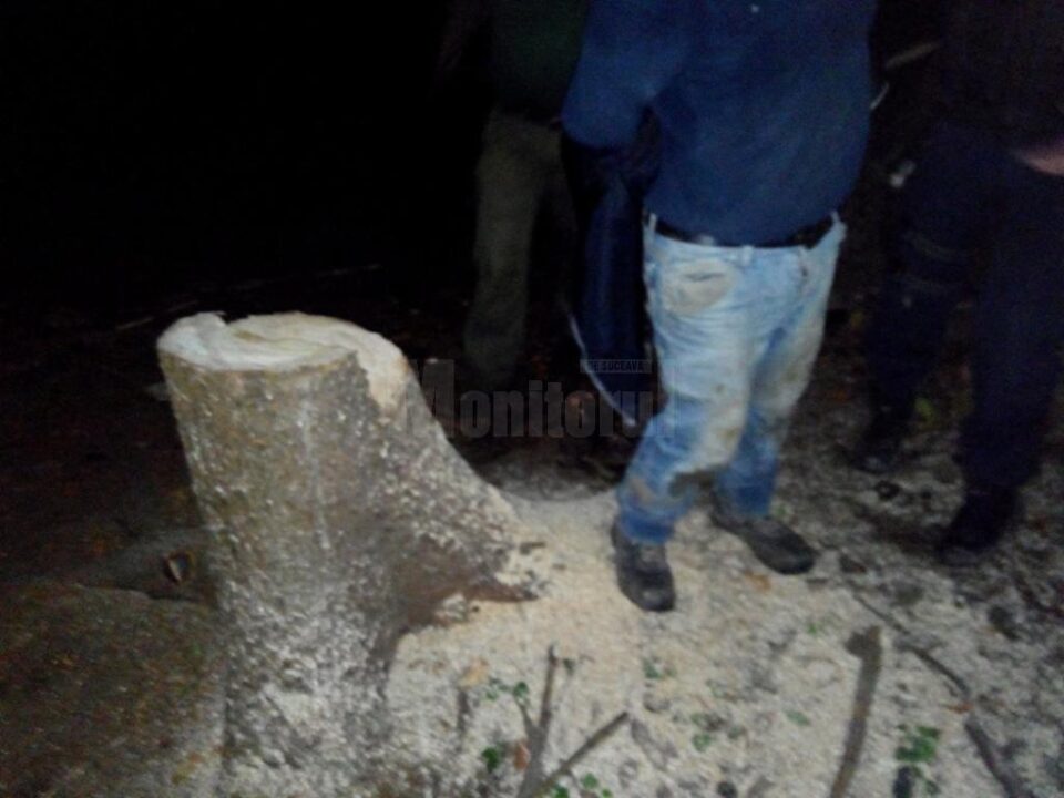 Polițiștii au constatat că în pădurea proprietate a bărbatului sunt două cioate rămase în urma tăierii unor arbori, care nu prezentau marca silvică Polițiștii au constatat că în pădurea proprietate a bărbatului sunt două cioate rămase în urma tăierii unor arbori, care nu prezentau marca silvică