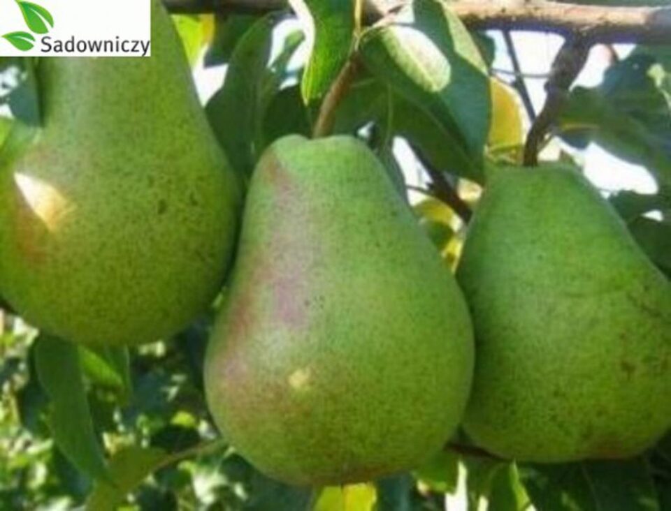 Secretele unor culturi de succes, expuse vineri de specialiștii Pepinierelor Hida, la Direcția Agricolă Suceava