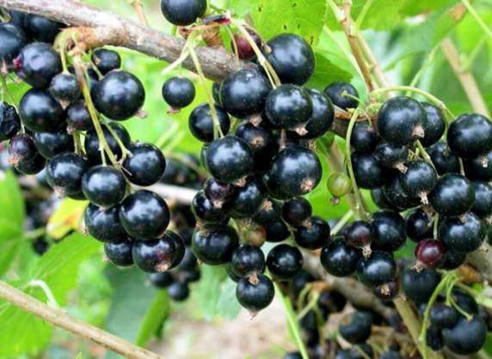 Secretele unor culturi de succes, expuse vineri de specialiștii Pepinierelor Hida, la Direcția Agricolă Suceava
