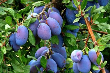 Secretele unor culturi de succes, expuse vineri de specialiștii Pepinierelor Hida, la Direcția Agricolă Suceava