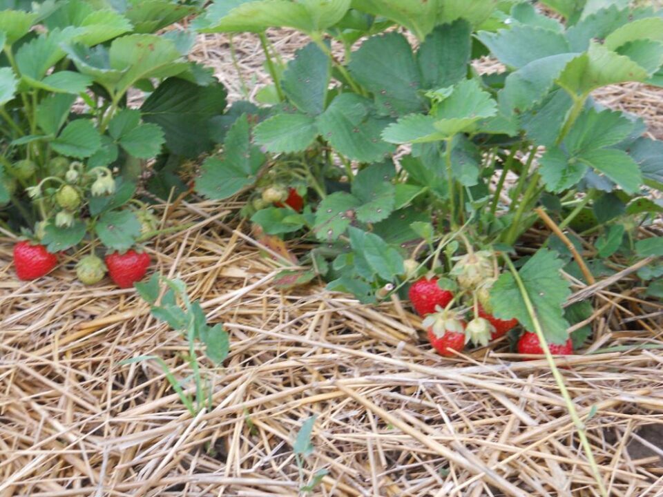 Secretele unor culturi de succes, expuse vineri de specialiștii Pepinierelor Hida, la Direcția Agricolă Suceava
