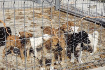 Colectă pentru câinii comunitari