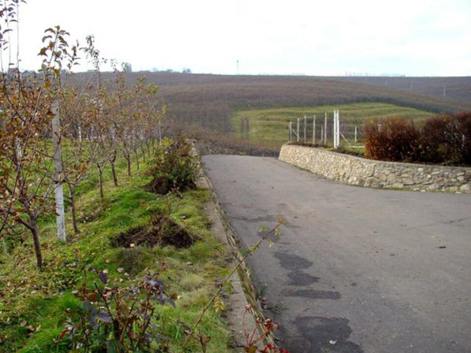 Pe lângă tradiționalul măr, un interes deosebit stârnește plantarea nucului