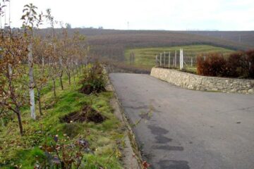 Pe lângă tradiționalul măr, un interes deosebit stârnește plantarea nucului