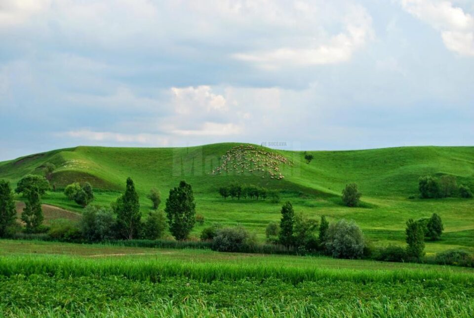 Fânețele Seculare Ponoare