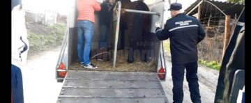Calul abandonat a fost predat de polițiștii locali unei Asociații de Protecția Animalelor