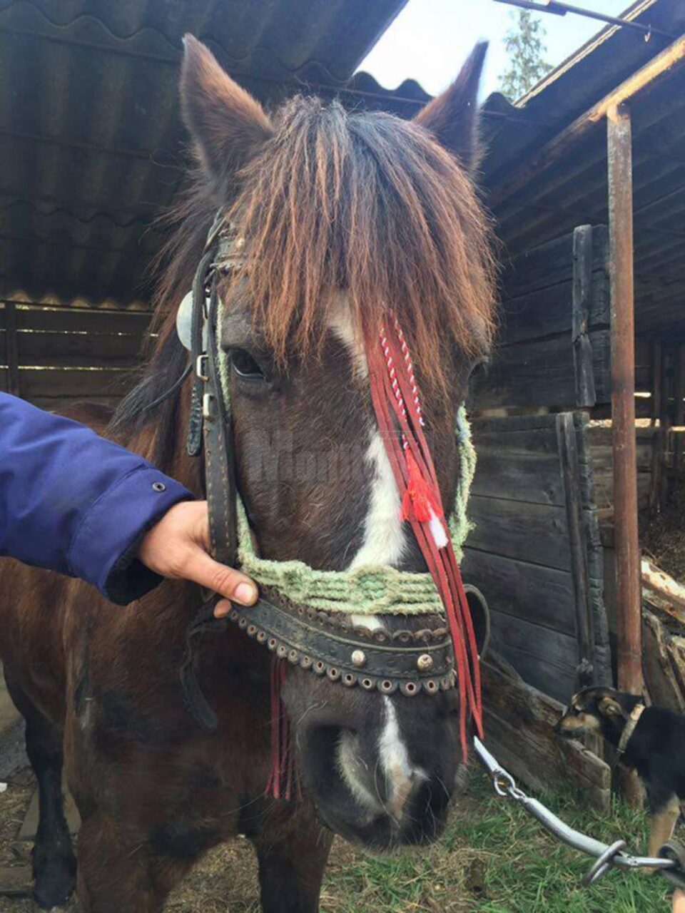 Calul abandonat a fost predat de polițiștii locali unei Asociații de Protecția Animalelor Calul abandonat a fost predat de polițiștii locali unei Asociații de Protecția Animalelor