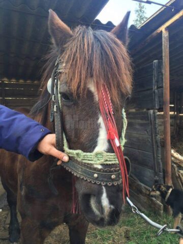 Calul abandonat a fost predat de polițiștii locali unei Asociații de Protecția Animalelor