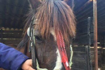Calul abandonat a fost predat de polițiștii locali unei Asociații de Protecția Animalelor