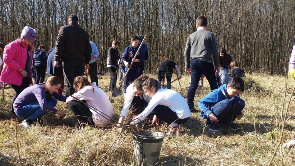 Acțiune de plantare cu elevii Școlii Nr. 4 Suceava