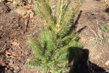 Elevi de la Palatul Copiilor au plantat puieți la Ilișești