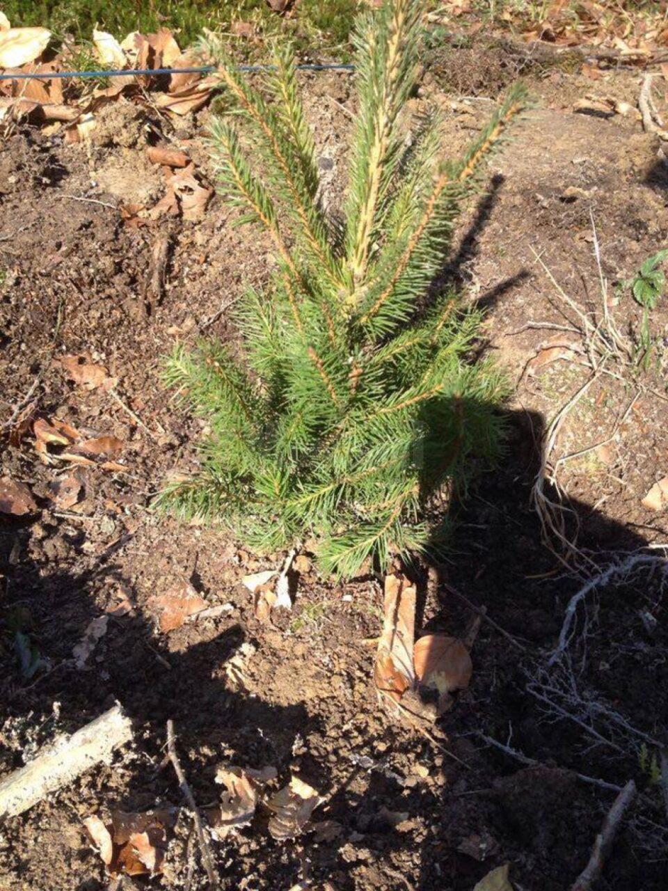 Elevi de la Palatul Copiilor au plantat puieți la Ilișești