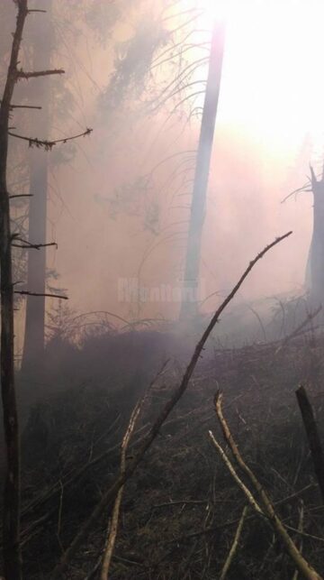 Un incendiu provocat intenționat, aproape să afecteze pădurea din zona Dorna Candrenilor