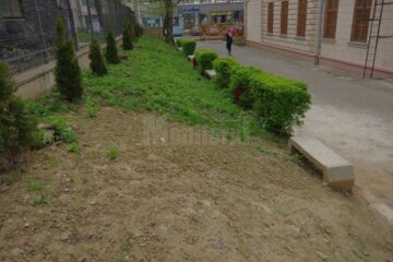 Puținul spațiu verde care a mai rămas în curtea colegiului