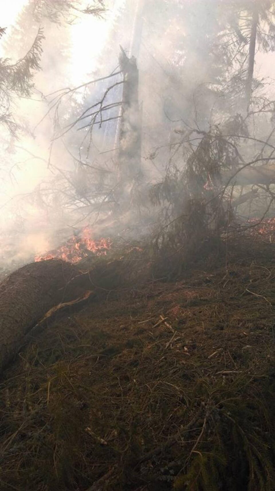 Incendiul a fost pe raza comunei Dorna Candrenilor