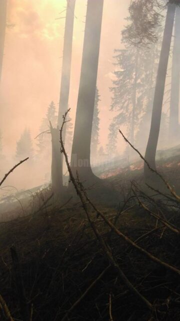 Un incendiu provocat intenționat, aproape să afecteze pădurea din zona Dorna Candrenilor