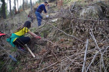 Voluntari din trei județe au plantat 12.000 de arbori la Valea Putnei