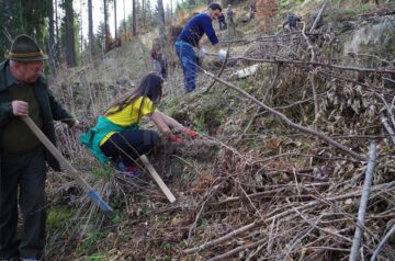 Voluntari din trei județe au plantat 12.000 de arbori la Valea Putnei