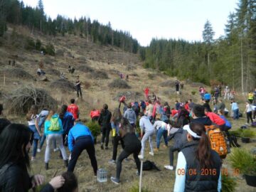 Voluntari din trei județe au plantat 12.000 de arbori la Valea Putnei