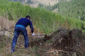 Voluntari din trei județe au plantat 12.000 de arbori la Valea Putnei