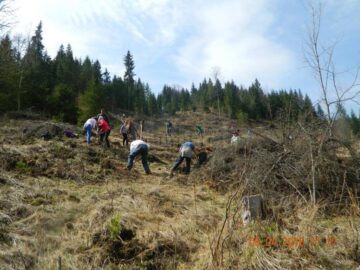 Voluntari din trei județe au plantat 12.000 de arbori la Valea Putnei