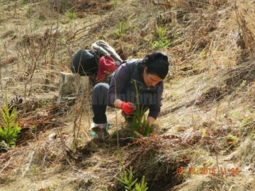 Voluntari din trei județe au plantat 12.000 de arbori la Valea Putnei