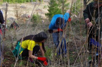 Voluntari din trei județe au plantat 12.000 de arbori la Valea Putnei