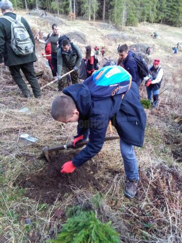 Voluntari din trei județe au plantat 12.000 de arbori la Valea Putnei