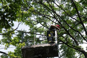 Din 18 aprilie va demara acțiunea de îndepărtare a ciorilor care și-au făcut cuib în oraș Din 18 aprilie va demara acțiunea de îndepărtare a ciorilor care și-au făcut cuib în oraș