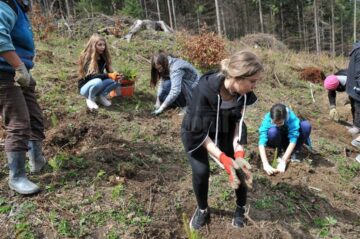Elevi și voluntari suceveni au plantat 2.000 de puieți în pădurea de la Stulpicani