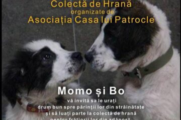 Târg de adopție de animăluțe, în parcarea Shopping City Suceava