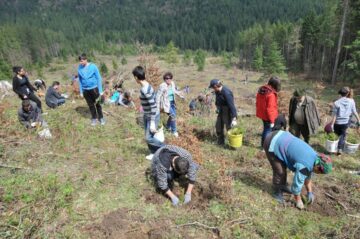 Elevi și voluntari suceveni au plantat 2.000 de puieți în pădurea de la Stulpicani