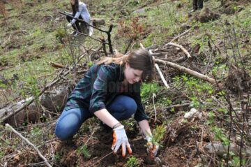 Elevi și voluntari suceveni au plantat 2.000 de puieți în pădurea de la Stulpicani