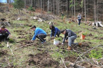 Elevi și voluntari suceveni au plantat 2.000 de puieți în pădurea de la Stulpicani